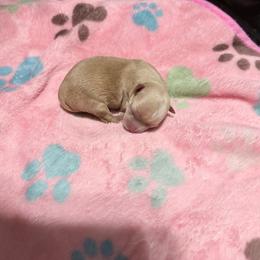 Goldie Locs - Gold female Yorkshire Terrier puppy in Jacksonville, Florida from TLJ Choco Yorkie Love