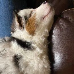 Miniature Australian Shepherds from D’Souza Aussies