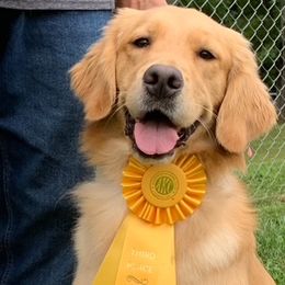 Lola - Golden Retriever