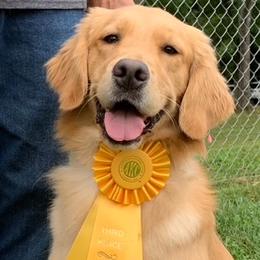 Lola - Golden Retriever