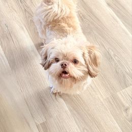 Pewee - Shih Tzu
