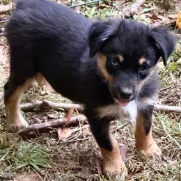 Marvel - Black tri male Miniature Australian Shepherd puppy in Patterson, North Carolina from DreamLine Aussies