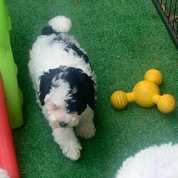 Jade - Parti female Poodle puppy in Haddam, Kansas from Golden B Acres