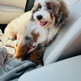 Opal - Bernedoodle