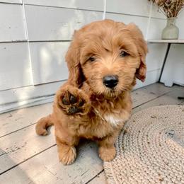 RVA Guardian Home - Red  female Goldendoodle puppy in Henrico, Virginia from Paws 4 Doodles, LLC