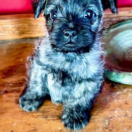 Cairn Terrier Puppies from Quiet Waters