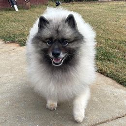 Australian Shepherds, Keeshonden, and Miniature Australian Shepherds from 3 Peaks Farm