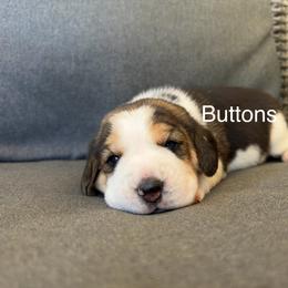 Buttons - Black white and tan female Beagle puppy in Monticello, Georgia from Beaglelove
