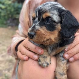 Dachshund Puppies from Sesame Doxies
