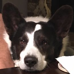 Cardigan Welsh Corgis from Beverly Mercer