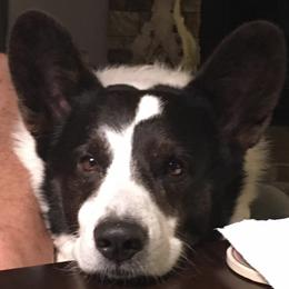 Cardigan Welsh Corgis from Beverly Mercer