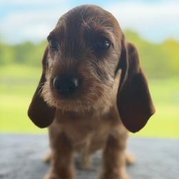 Superman - Red wheaten male Basset Fauve de Bretagne puppy in Reddick, Florida from Afterhours German Wirehaired Pointers and Basset Fauve de Bretagne