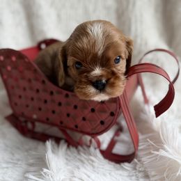 Starburst-Star - Ruby male Cavalier King Charles Spaniel puppy in Auburn, Washington from Enchanted Cavaliers