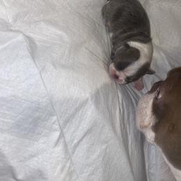 Blue - Blue female Boston Terrier puppy in Huntington, West Virginia from AKC Moonshine Valley Boston Terriers