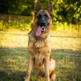 Maya - German Shepherd