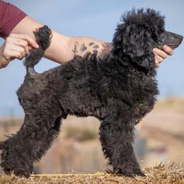 Finch - Black male Poodle puppy in Peyton, Colorado from Fuzzybottoms Ranch LLC