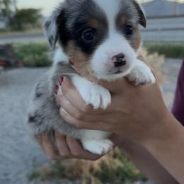 Patch - Blue male Companion Cross puppy in Malad City, Idaho from FreckledCowgirlPuppies