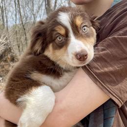 Irish Heather - Red tri female Miniature Australian Shepherd puppy in Somerset, Kentucky from Natural Life Ranch