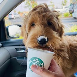 Goldendoodle Puppies from Lundee Doodles