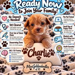 Charlie - Red  male Goldendoodle puppy in Cumberland, Rhode Island from minigoldendoodlesofRI