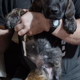 Orange boy - Brindle male Boerboel puppy in Dowagiac, Michigan from Flanders Kennels LLC