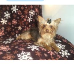 Reese - Yorkshire Terrier