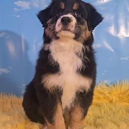 Louie - Black tri-color male Australian Shepherd puppy in Waddell, Arizona from Winsome Aussies