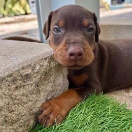 Doberman Pinscher Puppies from Devoted Doberman