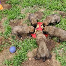 Leonberger Puppies from Corazon de Leon Leonbergers