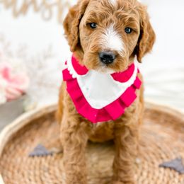 Goldendoodle Puppies from Beloved_doodles_WA