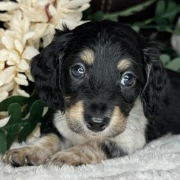 Cyan - Black and cream male Dachshund puppy in Lakeland, Florida from Buckwild Doxies