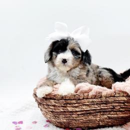 Girl 3 - Blue merle female Bernedoodle puppy in Statesville, North Carolina from Doodle Babies