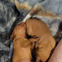 Boy 1 - Golden rust male Vizsla puppy in Springfield, Ohio from Amy's Vizslas