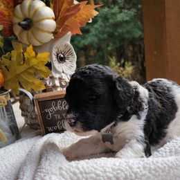 Goldendoodle Puppies from Sisson Goldendoodles