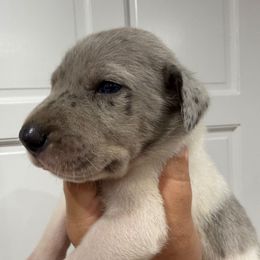 Jace - Blue and white male Great Dane puppy in Florida from Beachside Kennels
