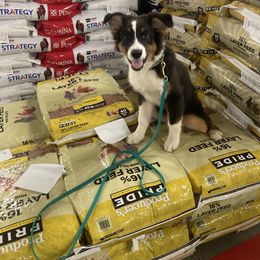 Australian Shepherd Puppies from Mountain Ridge Aussies