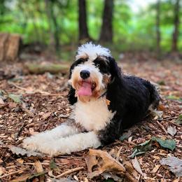 Sasha - Bernedoodle