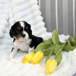 Charlie - Chocolate Gene - Tri-color male Cavalier King Charles Spaniel puppy in Draper, Utah from Cavachon Love Chocolate Cavaliers, Cavaliers, Cavachon’s, Cavapoos