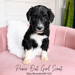 Peace out Girl Scout - Tri-color female Bernedoodle puppy in Grove, Oklahoma from Guinn Family Farms