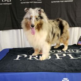 Sally - Shetland Sheepdog