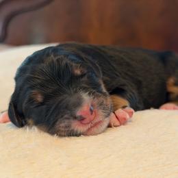Independence aka Indie - Tri-color female Bernedoodle puppy in Spartanburg, South Carolina from Southern Magnolia Bernedoodles
