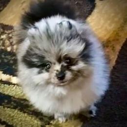 Austin - Blue merle male Pomeranian puppy in Delta Junction, Alaska from Princess’s Poms