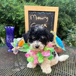 Ivory - Black tri-color female Aussiedoodle puppy in Hopkins, Missouri from Mowry Creek Mini Aussiedoodles and More