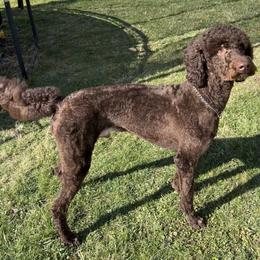 Grizz - Poodle