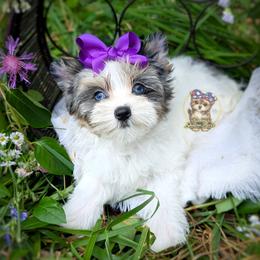 Korean Morkie Sina - female Companion Cross puppy in Barren Springs, Virginia from Seeking Shalom Acres Maltese, Maltipoos & Havamalts