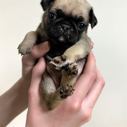 Lavender Collar Girl - Pug puppy in Greeneville, Tennessee from Bear Mountain Farms