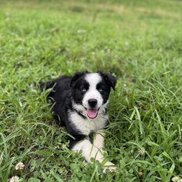 Jet - Black & white male Miniature Australian Shepherd puppy in Stuart, Virginia from Apple Tree Mini Aussies