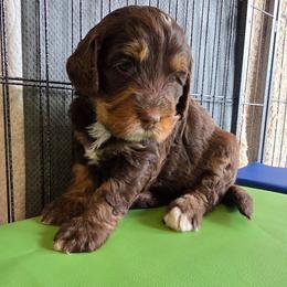Hazel - Tri-color female Bernedoodle puppy in Malden, Illinois from Doting Doodles