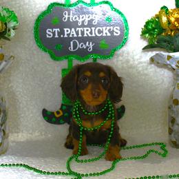 Emerald aka Emmie - Chocolate and tan female Dachshund puppy in Corbin, Kentucky from White River Valley Kennel