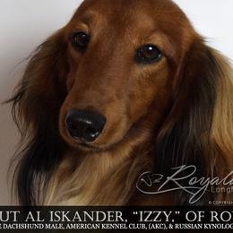 Izzy - Dachshund